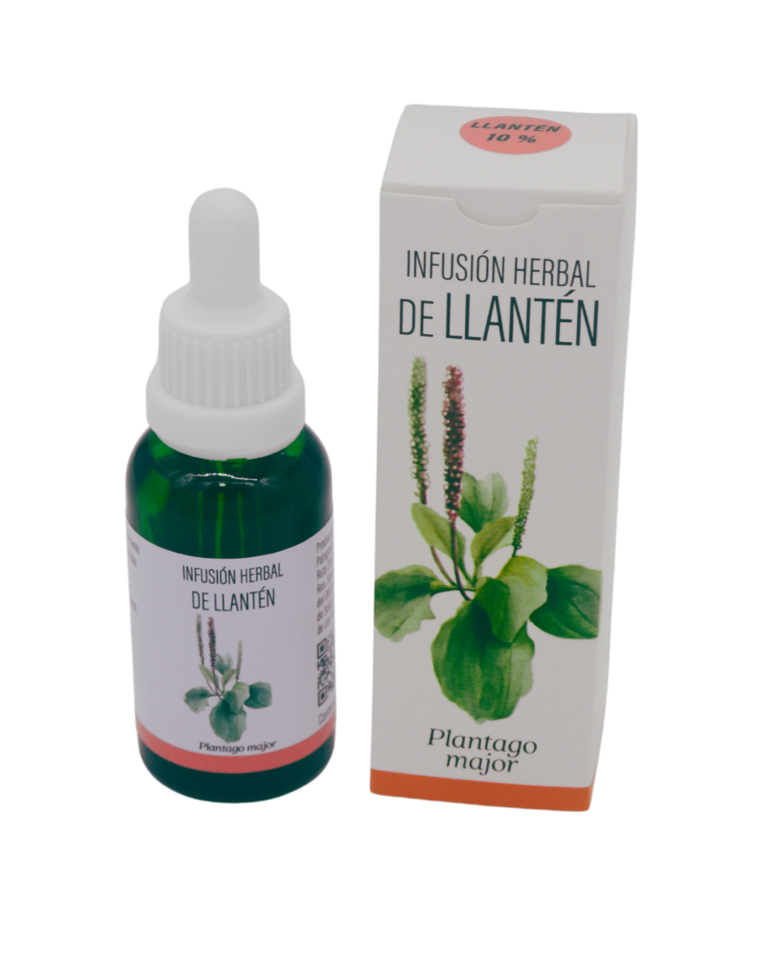 LLANTÉN (Plantago major)