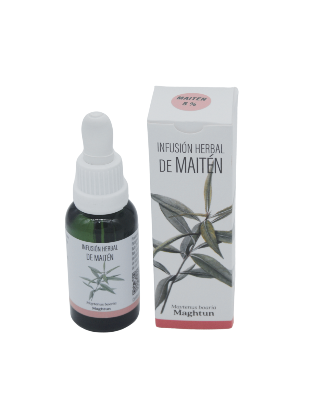 MAITÉN (Maytenus boaria)